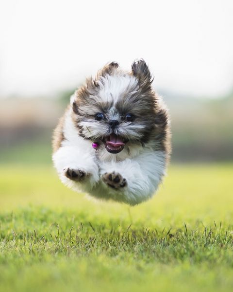the-5-funniest-animal-photos-on-the-web