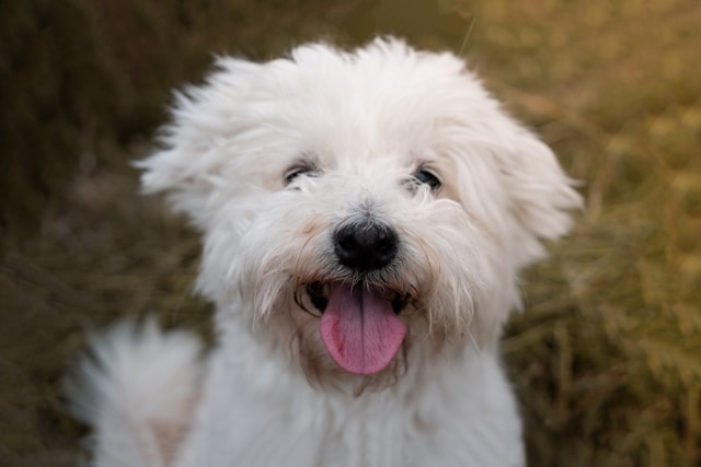 the-5-most-suitable-dog-breeds-for-seniors