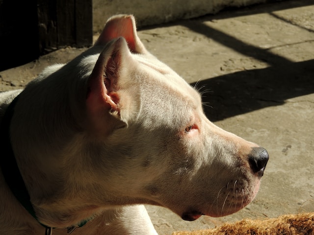 5-most-dangerous-dogs