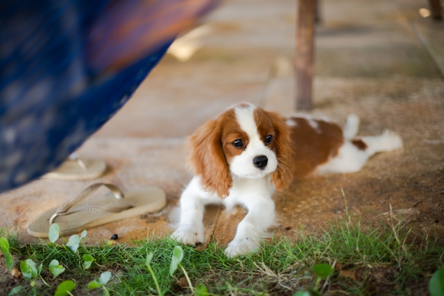 the-5-most-suitable-dog-breeds-for-seniors