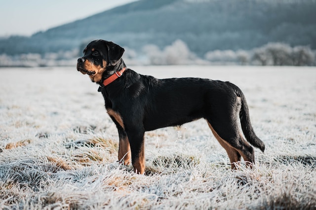 5-most-dangerous-dogs