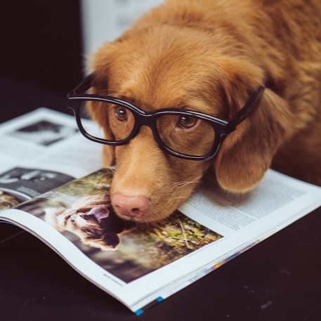 10-smartest-dogs