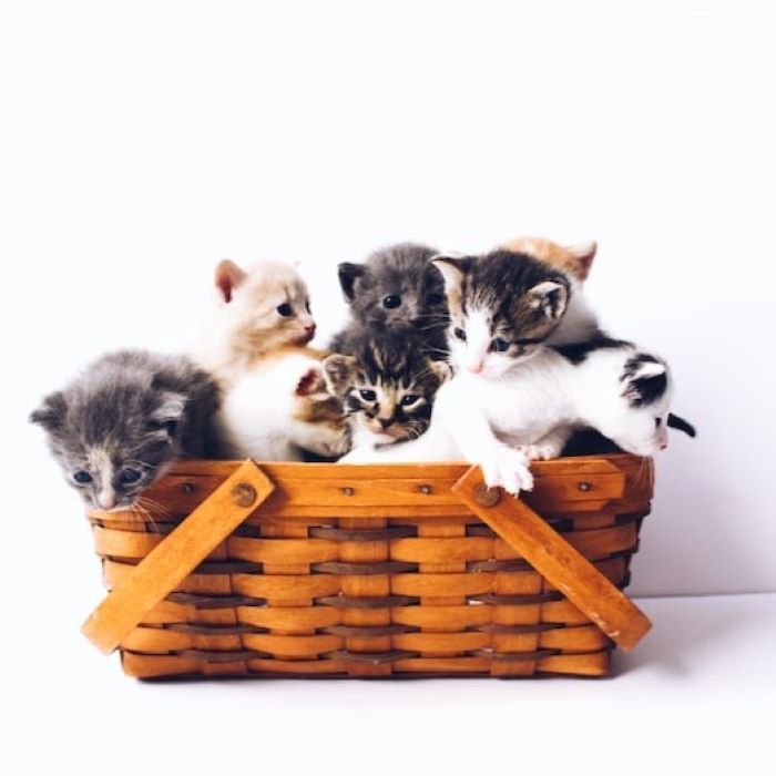 10-beautiful-cat-names