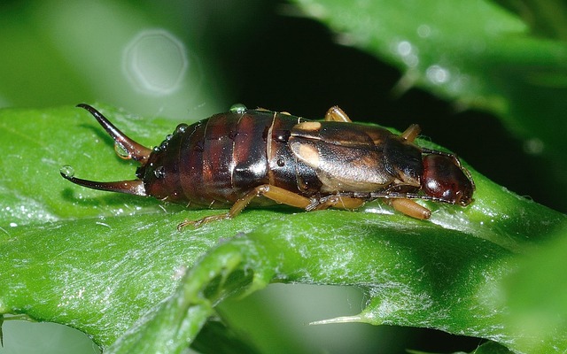 5-insects-you-don-t-know-you-have-in-your-house