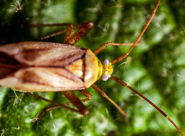 5-insects-you-don-t-know-you-have-in-your-house