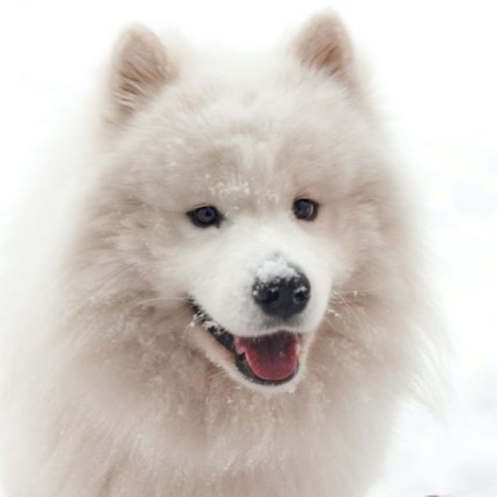 the-10-most-loved-names-for-dogs