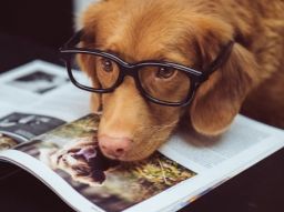 10-smartest-dogs