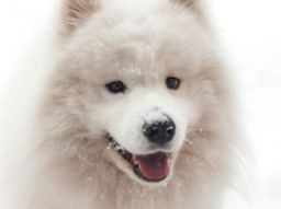 the-10-most-loved-names-for-dogs